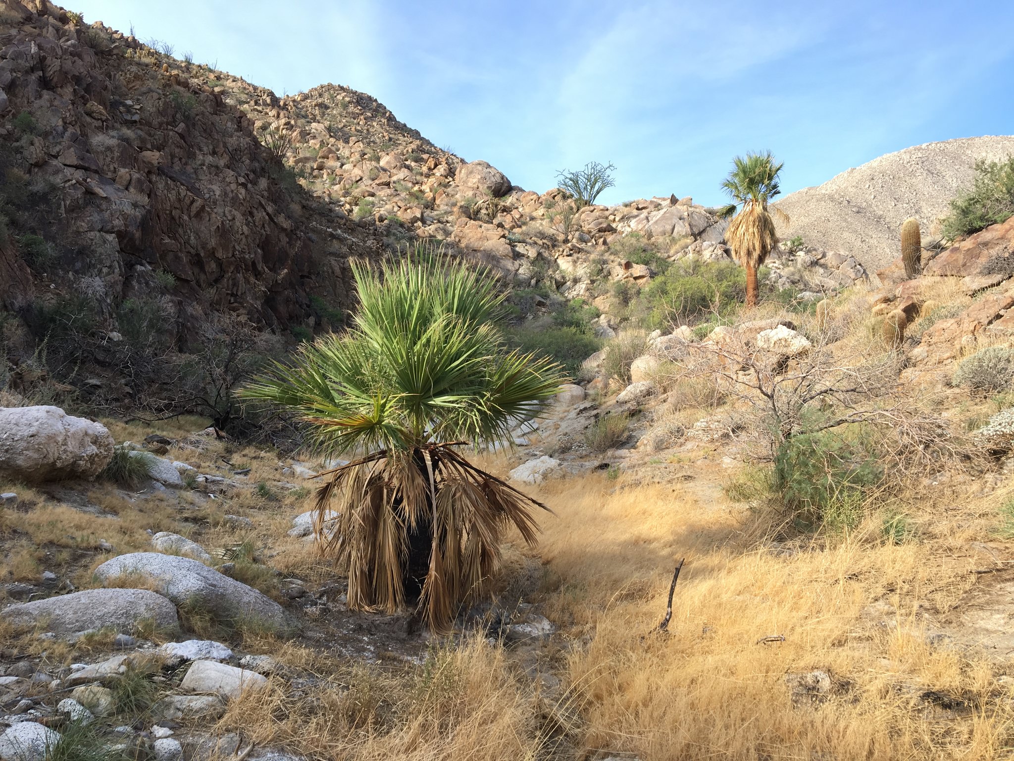 Washingtonia filifera
